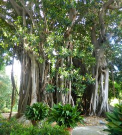 Orto Botanico dell’Università di Catania