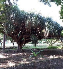 Orto Botanico dell’Università di Catania